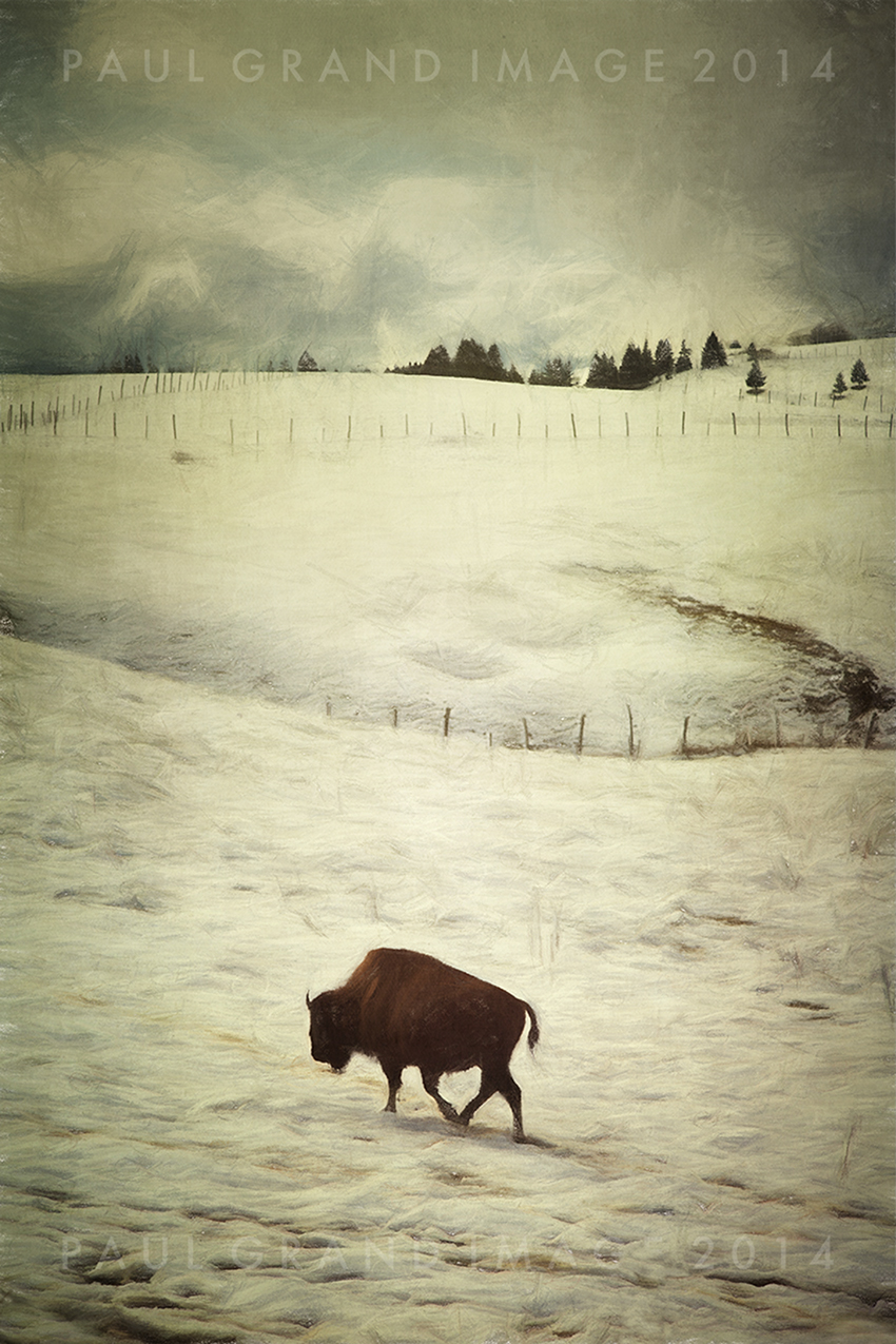 Lonesome Bison