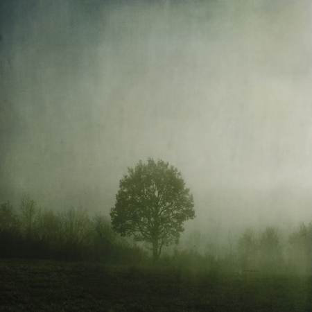 Tree in mist with added Flypaper Textures