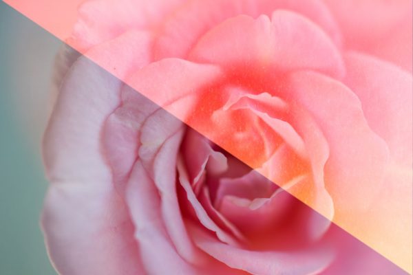 Organic Gradients - Image 9