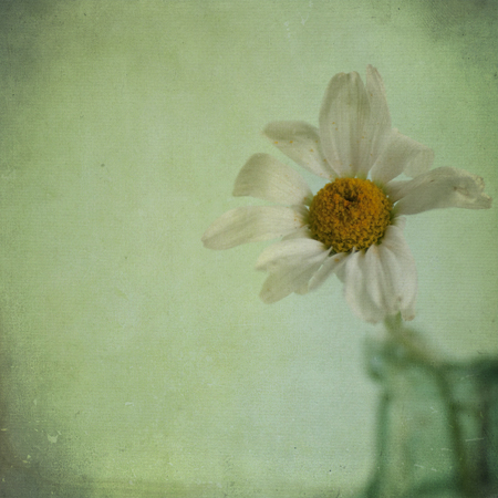 Daisy with added Flypaper Textures