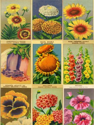 Vintage French Flower Seed Labels