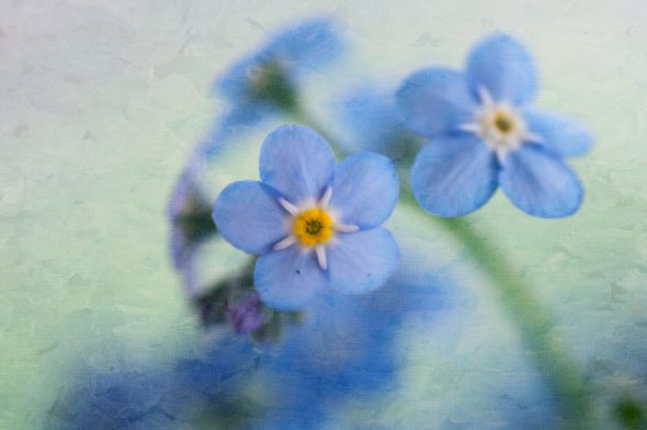 With Muse 25 textures