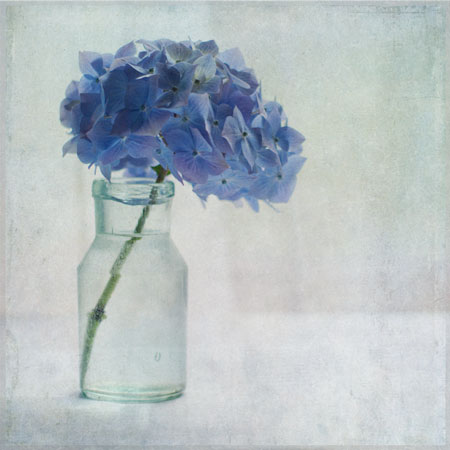 Hydrangea in a bottle with added Flypaper Textures