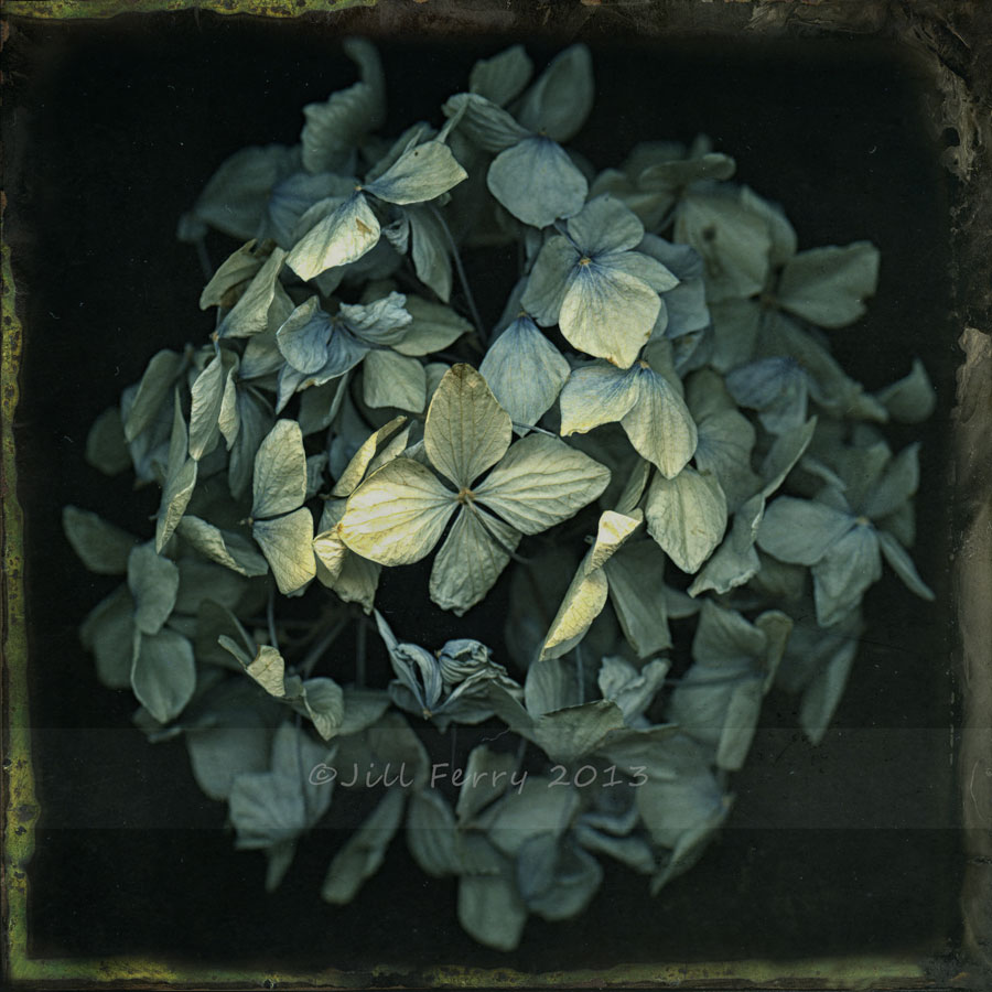 Tintype Hydrangea