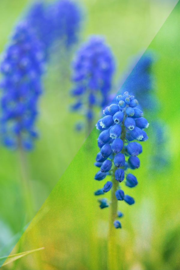 Organic Gradients - Image 8