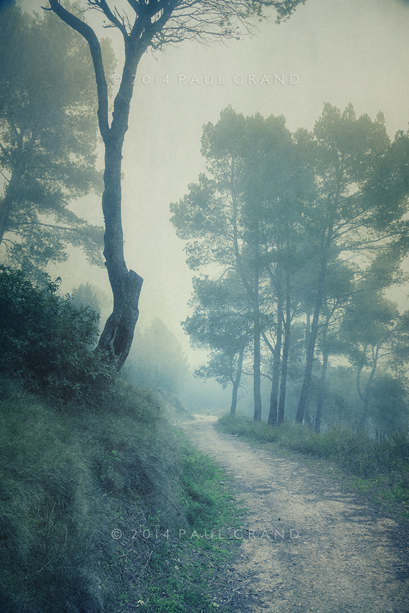 path through pinewood mist