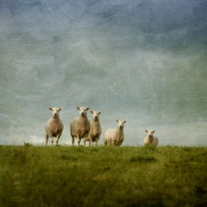 Sheep on the hill with added Flypaper Textures