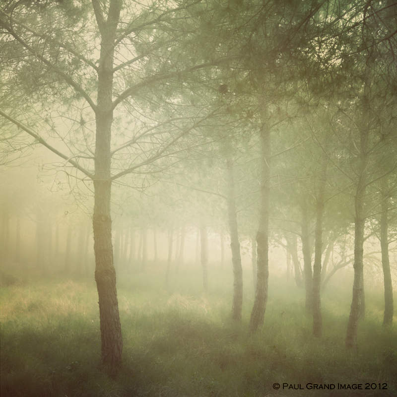 trees through the mist